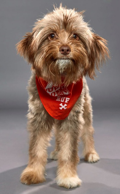 Puppy Bowl XVI
